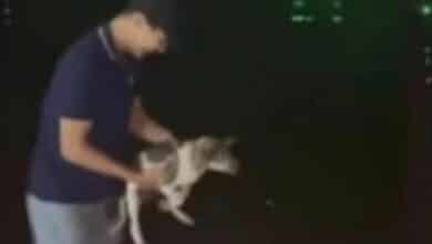 Cruel man caught on video hurling puppy into Koh Samui sea