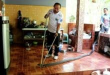 4-metre king cobra slithers into Chumphon woman’s kitchen