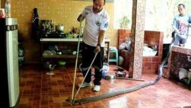 4-metre king cobra slithers into Chumphon woman’s kitchen