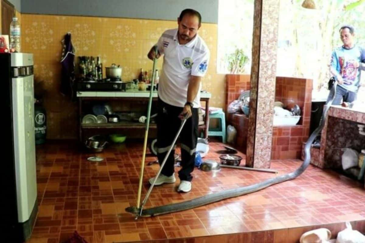 4-metre king cobra slithers into Chumphon woman’s kitchen