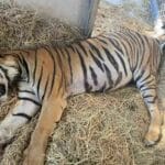 Tiger dies in Suphan Buri park despite rescue efforts