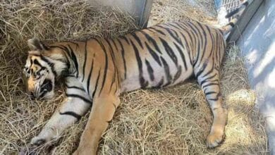 Tiger dies in Suphan Buri park despite rescue efforts