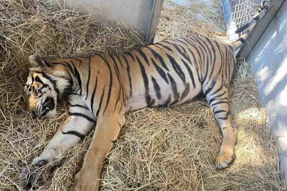 Tiger dies in Suphan Buri park despite rescue efforts