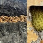 Fruit frenzy: Contaminated durians to China halt Thai exports | Thaiger