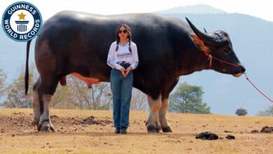 Big bovine: Thailand’s King Kong crowned tallest buffalo (video)