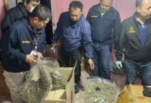 Green gone wrong: Police raid illegal cannabis factory in Bangkok