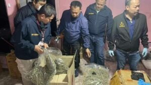 Green gone wrong: Police raid illegal cannabis factory in Bangkok