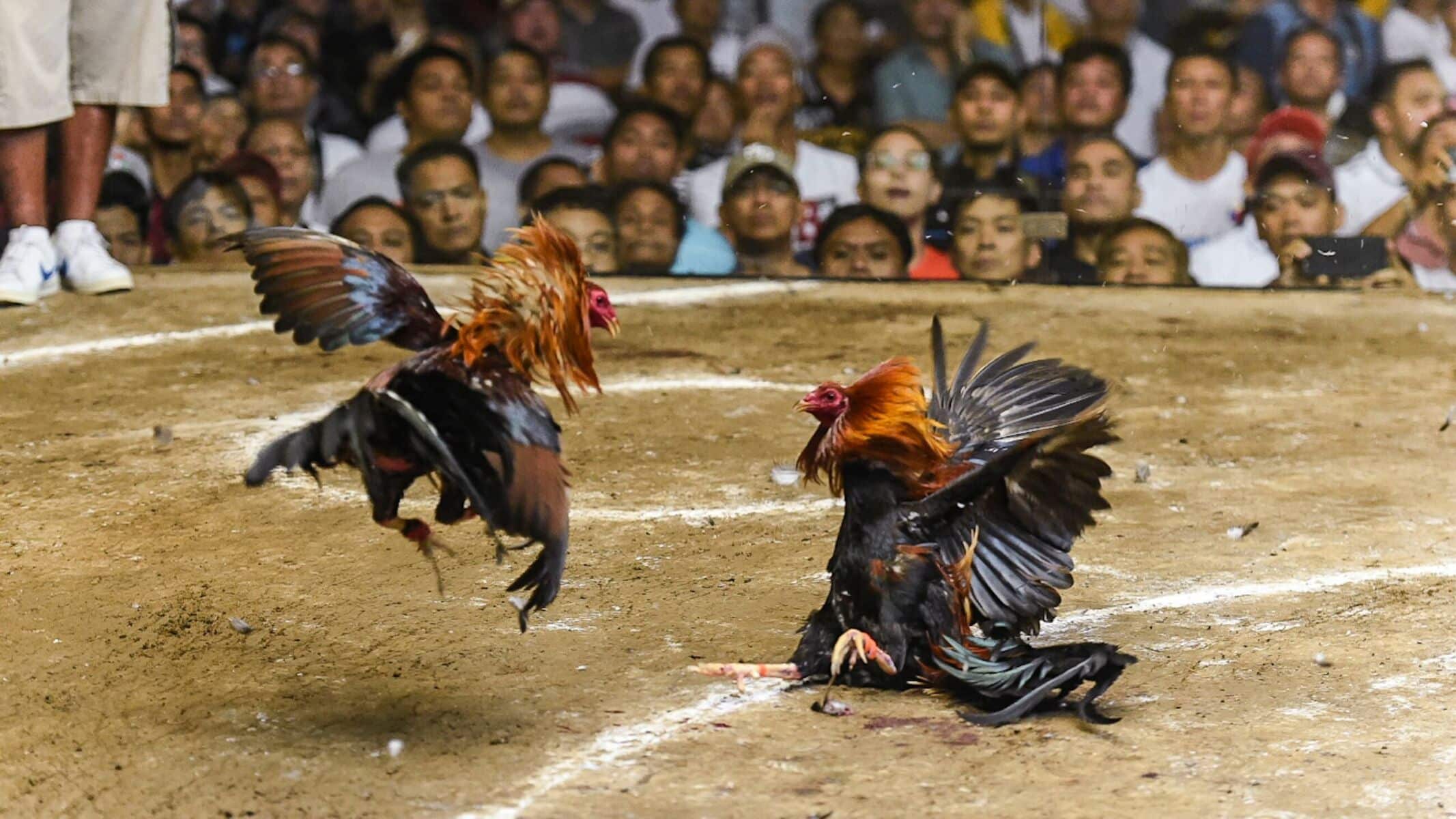 Foul play: Thai rubber plantation cockfight ruffled by police raid | News by Thaiger