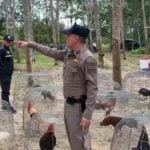 Foul play: Thai rubber plantation cockfight ruffled by police raid
