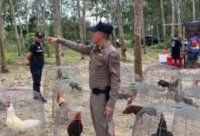 Foul play: Thai rubber plantation cockfight ruffled by police raid