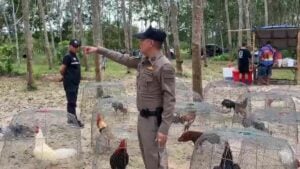 Foul play: Thai rubber plantation cockfight ruffled by police raid