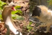 Three-legged dog saves owner from slithering cobra (video)