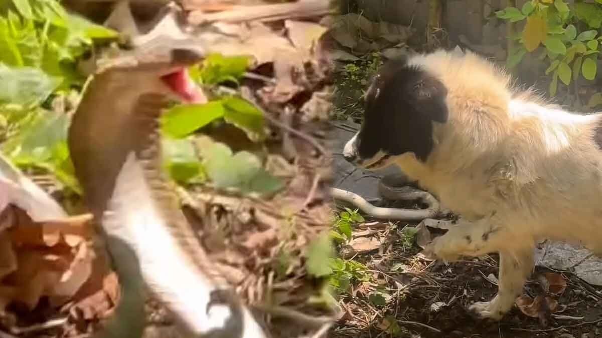 Three-legged dog saves owner from slithering cobra (video)