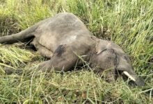 Van in collision with elephant on Highway 344 in Chon Buri