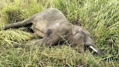 Van in collision with elephant on Highway 344 in Chon Buri