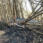 Forest fire in Phetchabun destroys 180 rai, suspects arrested | Thaiger