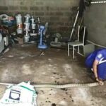 High-stakes hiss: 4 metre king cobra captured after tense showdown | Thaiger