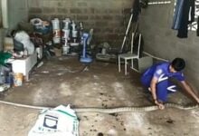 High-stakes hiss: 4 metre king cobra captured after tense showdown