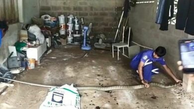 High-stakes hiss: 4 metre king cobra captured after tense showdown