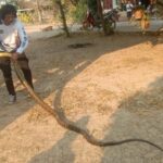 King cobra found in bathroom prompts urgent rescue in Thailand | Thaiger
