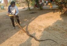 King cobra found in bathroom prompts urgent rescue in Thailand