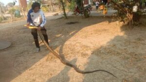 King cobra found in bathroom prompts urgent rescue in Thailand