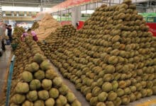 Durian sour: Thailand unearths illegal land grab by Chinese investors