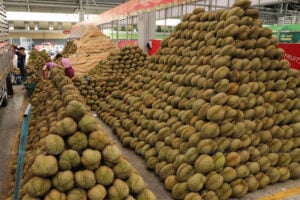 Durian sour: Thailand unearths illegal land grab by Chinese investors