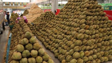 Durian sour: Thailand unearths illegal land grab by Chinese investors