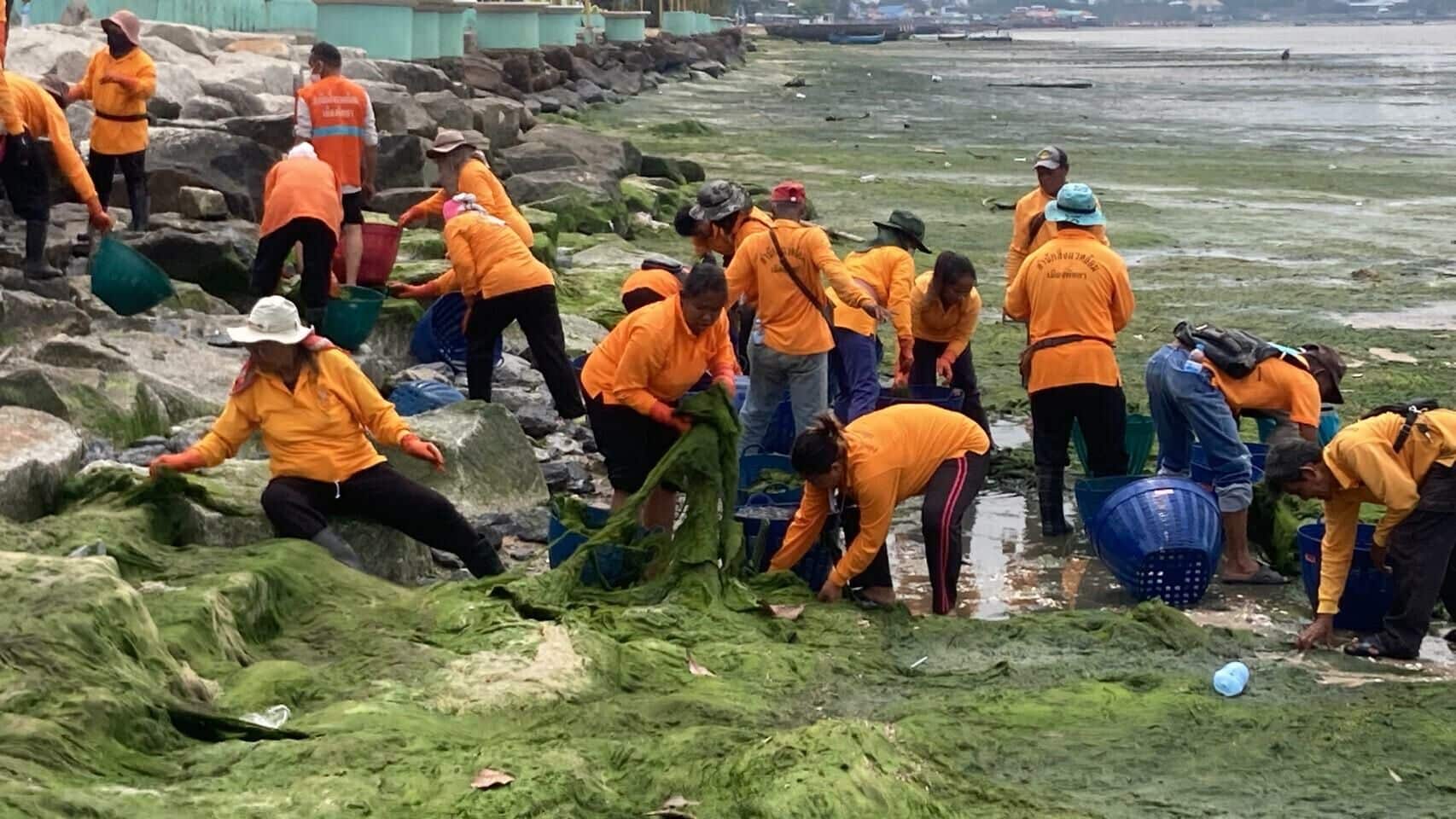 Pattaya fights a shore thing: War declared on stinky seaweed | News by Thaiger