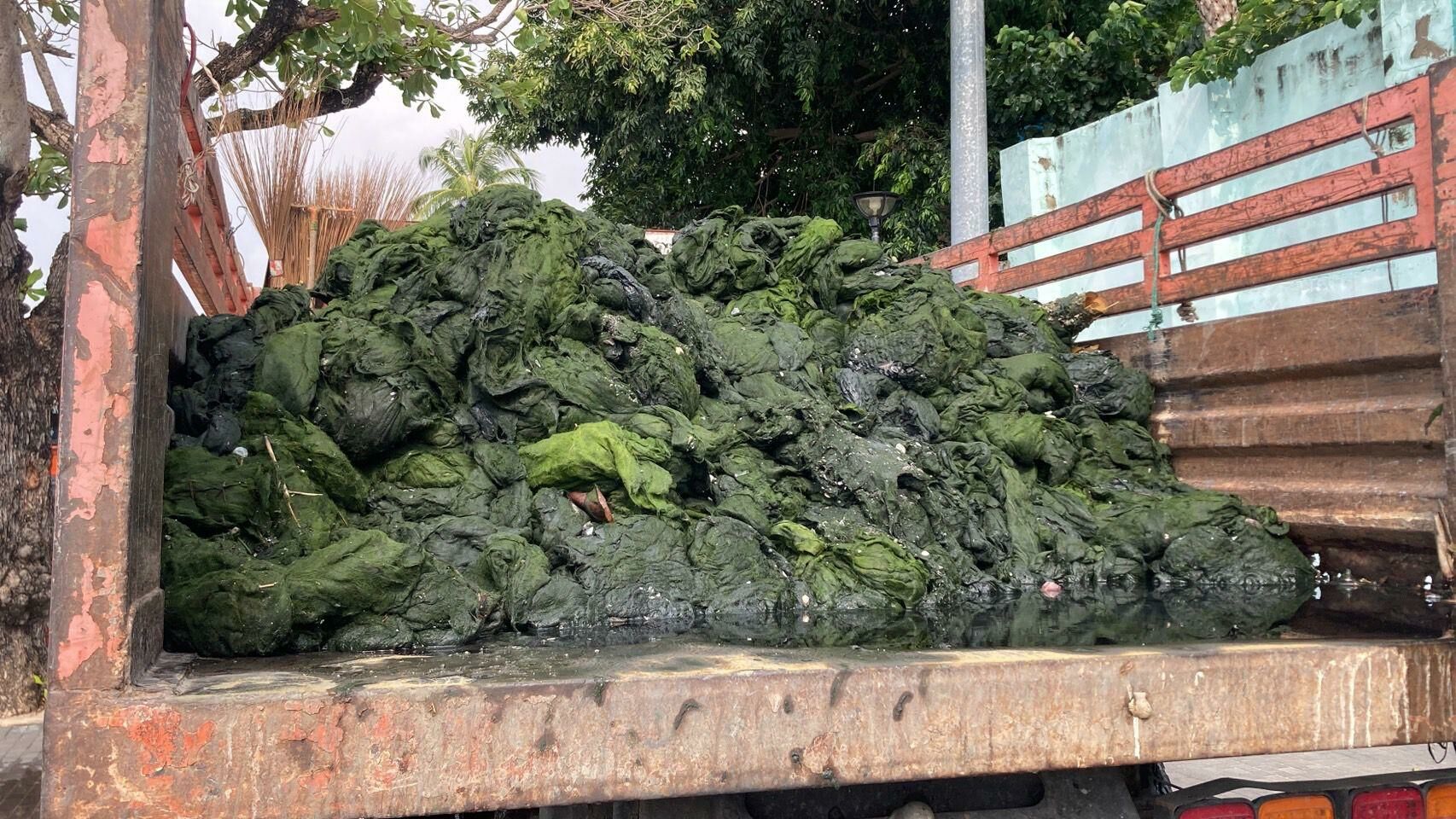 Pattaya fights a shore thing: War declared on stinky seaweed | News by Thaiger