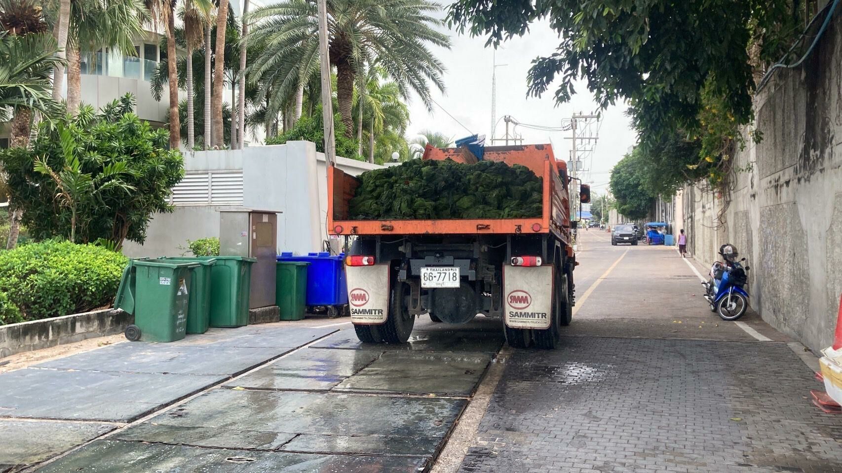 Pattaya fights a shore thing: War declared on stinky seaweed | News by Thaiger