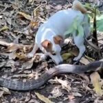 Cold-blooded encounter: Brave dogs kill snake in Thai garden | Thaiger