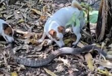 Cold-blooded encounter: Brave dogs kill snake in Thai garden