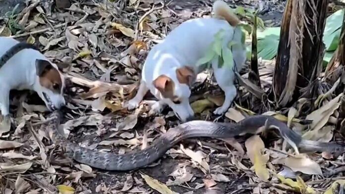 Cold-blooded encounter: Brave dogs kill snake in Thai garden