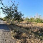 Teen fugitives caught in sugarcane field after detention escape | Thaiger