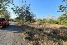 Teen fugitives caught in sugarcane field after detention escape