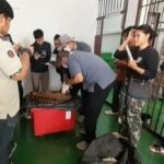 Tragic tiger cub incident investigated in Chanthaburi