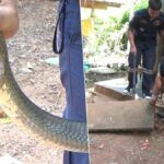 Deadly cobra snagged in Trang, residents eye lottery jackpot | Thaiger