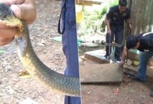 Deadly cobra snagged in Trang, residents eye lottery jackpot