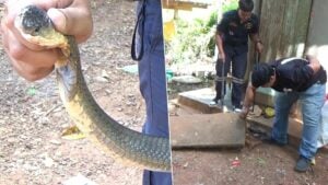 Deadly cobra snagged in Trang, residents eye lottery jackpot