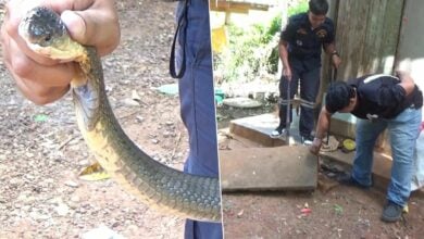 Deadly cobra snagged in Trang, residents eye lottery jackpot