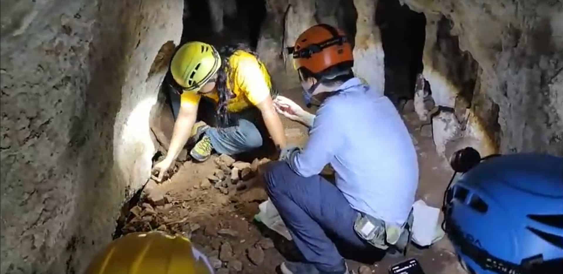 Ancient hyena fossils found in Krabi cave reveal savannah past