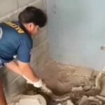 Hiss-teria: Family of pythons slithers into Kamphaeng Phet home | Thaiger