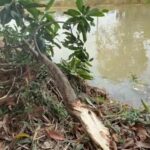 Tragic death of man picking mangoes in Ayutthaya canal | Thaiger