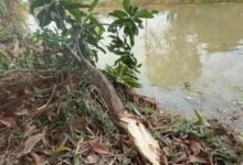 Tragic death of man picking mangoes in Ayutthaya canal