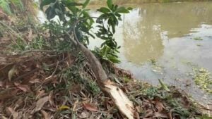 Tragic death of man picking mangoes in Ayutthaya canal