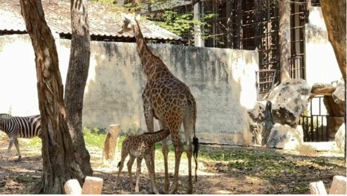 Name baby giraffe to win one-year pass to Chiang Mai Zoo | News by Thaiger
