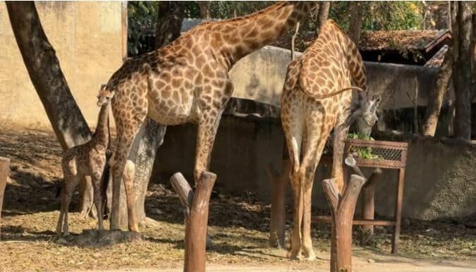 Name baby giraffe to win one-year pass to Chiang Mai Zoo | News by Thaiger
