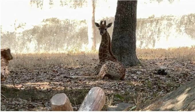 Name baby giraffe to win one-year pass to Chiang Mai Zoo | News by Thaiger